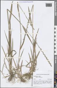 Elymus, Siberia, Altai & Sayany Mountains (S2) (Russia)