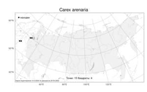 Carex arenaria L., Atlas of the Russian Flora (FLORUS) (Russia)