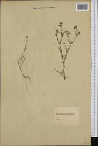Cynanchica pyrenaica subsp. cynanchica (L.) P.Caputo & Del Guacchio, Western Europe (EUR) (Germany)