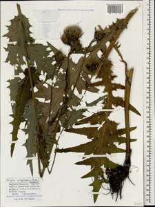 Cirsium uliginosum (M. Bieb.) Fisch., Caucasus, Stavropol Krai, Karachay-Cherkessia & Kabardino-Balkaria (K1b) (Russia)