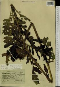 Stemmacantha satzyperovii (Soskov) Czerep., Siberia, Russian Far East (S6) (Russia)
