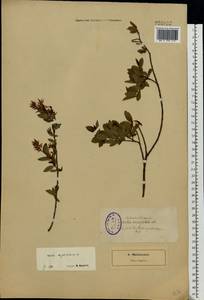 Salix myrtilloides L., Eastern Europe, North-Western region (E2) (Russia)