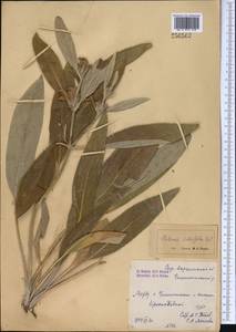 Phlomis salicifolia Regel, Middle Asia, Syr-Darian deserts & Kyzylkum (M7) (Kazakhstan)
