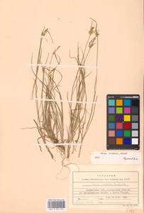 Carex oederi var. oederi, Eastern Europe, Latvia (E2b) (Latvia)