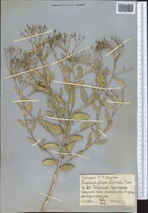 Haplophyllum acutifolium (DC.) G. Don, Middle Asia, Syr-Darian deserts & Kyzylkum (M7) (Uzbekistan)