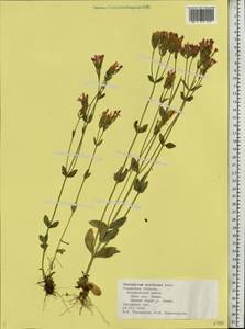 Centaurium erythraea, Eastern Europe, Central region (E4) (Russia)