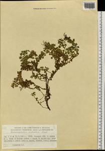 Dracocephalum palmatum Steph. ex Willd., Siberia, Yakutia (S5) (Russia)