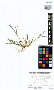 Digitaria ischaemum (Schreb.) Muhl., Siberia, Baikal & Transbaikal region (S4) (Russia)