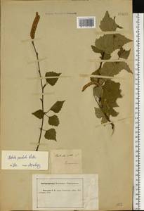 Betula pubescens Ehrh., Eastern Europe, Central forest-and-steppe region (E6) (Russia)