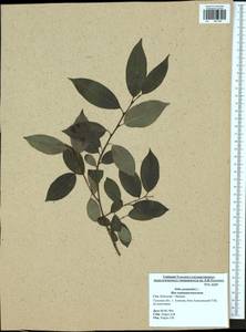 Salix pentandra L., Eastern Europe, Central region (E4) (Russia)