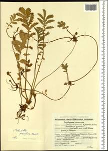 Argentina anserina subsp. egedei (Wormsk.) Á. Löve & Ritchie, Siberia, Chukotka & Kamchatka (S7) (Russia)