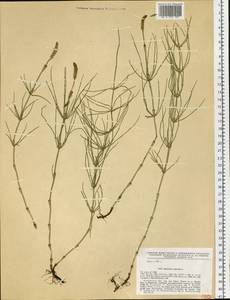 Equisetum palustre L., Siberia, Baikal & Transbaikal region (S4) (Russia)