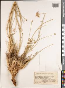 Semenovia dissectifolia Ukrainsk. & Kljuykov, Middle Asia, Pamir & Pamiro-Alai (M2) (Tajikistan)