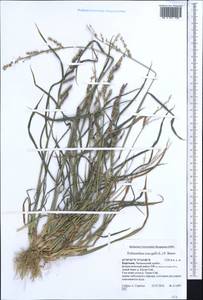 Echinochloa crus-galli (L.) P.Beauv., Middle Asia, Western Tian Shan & Karatau (M3) (Kyrgyzstan)