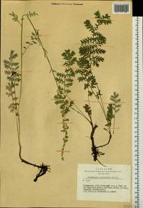 Artemisia laciniata Willd., Siberia, Altai & Sayany Mountains (S2) (Russia)