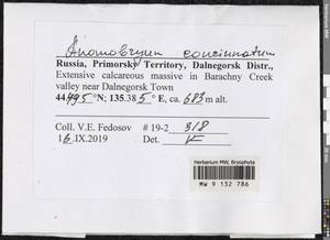 Anomobryum concinnatum (Spruce) A. Jaeger, Bryophytes, Bryophytes - Russian Far East (excl. Chukotka & Kamchatka) (B20) (Russia)