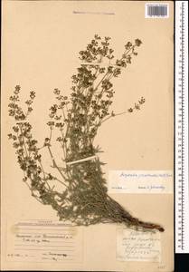 Asperula prostrata (Adams) K.Koch, Caucasus, Armenia (K5) (Armenia)