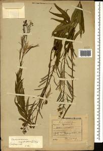 Chamaenerion angustifolium (L.) Scop., Caucasus, Georgia (K4) (Georgia)