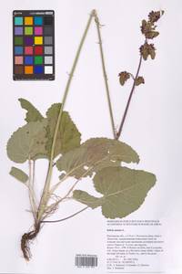 Salvia nutans L., Eastern Europe, Rostov Oblast (E12a) (Russia)