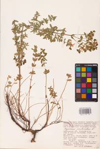 Hypericum perforatum L., Eastern Europe, Lower Volga region (E9) (Russia)