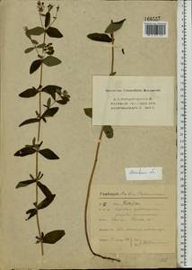 Hypericum maculatum Crantz, Eastern Europe, Moscow region (E4a) (Russia)