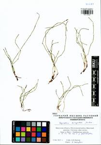 Equisetum scirpoides Michx., Siberia, Baikal & Transbaikal region (S4) (Russia)
