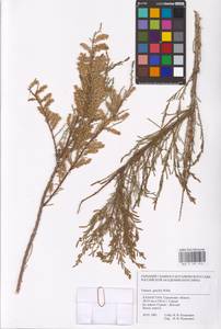 Tamarix gracilis Willd., Middle Asia, Caspian Ustyurt & Northern Aralia (M8) (Kazakhstan)