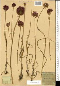 Allium rotundum L., Caucasus, Black Sea Shore (from Novorossiysk to Adler) (K3) (Russia)