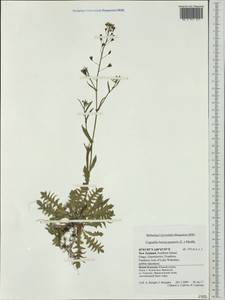 Capsella bursa-pastoris (L.) Medik., Australia & Oceania (AUSTR) (New Zealand)
