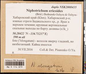 Niphotrichum elongatum (Ehrh. ex Frisvoll) Bedn.-Ochyra & Ochyra, Bryophytes, Bryophytes - Russian Far East (excl. Chukotka & Kamchatka) (B20) (Russia)