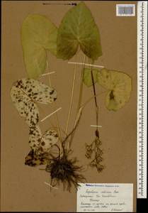 Ligularia subsagittata Pojark., Caucasus, Krasnodar Krai & Adygea (K1a) (Russia)