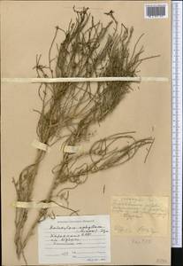 Haloxylon ammodendron (C. A. Mey.) Bunge ex Fenzl, Middle Asia, Caspian Ustyurt & Northern Aralia (M8) (Kazakhstan)