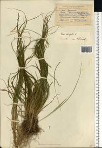 Carex elongata L., Eastern Europe, Central region (E4) (Russia)
