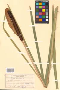 Typha latifolia L., Eastern Europe, Moscow region (E4a) (Russia)