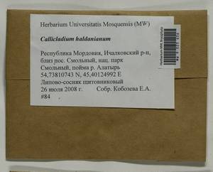 Callicladium haldaneanum (Grev.) H.A. Crum, Bryophytes, Bryophytes - Middle Volga (B9) (Russia)