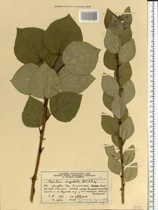 Populus fremontii subsp. fremontii, Eastern Europe, Moscow region (E4a) (Russia)