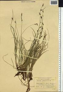 Carex globularis L., Siberia, Baikal & Transbaikal region (S4) (Russia)