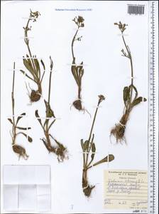 Valeriana chionophila Popov & Kult., Middle Asia, Western Tian Shan & Karatau (M3) (Tajikistan)