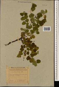 Lonicera iberica M. Bieb., Caucasus, Azerbaijan (K6) (Azerbaijan)