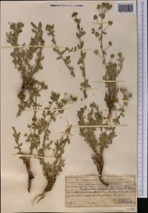 Euphorbia subcordata Ledeb., Middle Asia, Western Tian Shan & Karatau (M3) (Kazakhstan)