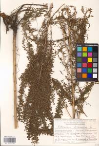 Artemisia dracunculus L., Eastern Europe, Moscow region (E4a) (Russia)