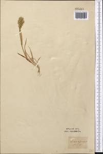 Sclerochloa dura (L.) P.Beauv., Middle Asia, Syr-Darian deserts & Kyzylkum (M7) (Uzbekistan)