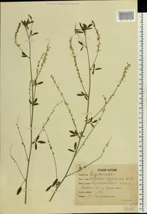 Melilotus officinalis (L.) Lam., Eastern Europe, Moscow region (E4a) (Russia)