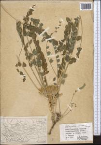 Astragalus sewertzowii, Middle Asia, Western Tian Shan & Karatau (M3) (Kazakhstan)