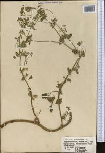 Apium graveolens L., Middle Asia, Western Tian Shan & Karatau (M3) (Kyrgyzstan)