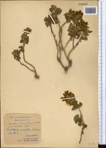 Scutellaria cordifrons Juz., Middle Asia, Western Tian Shan & Karatau (M3) (Kazakhstan)