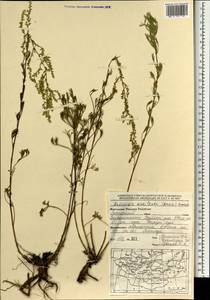 Artemisia macilenta (Maxim.) Krasch., Mongolia (MONG) (Mongolia)