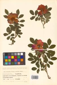 Rosa davurica × rugosa, Siberia, Russian Far East (S6) (Russia)