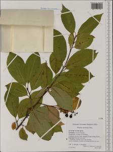 Prunus serotina Ehrh., Western Europe (EUR) (Germany)
