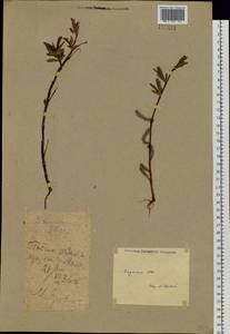 Salix boganidensis Trautv., Siberia, Yakutia (S5) (Russia)